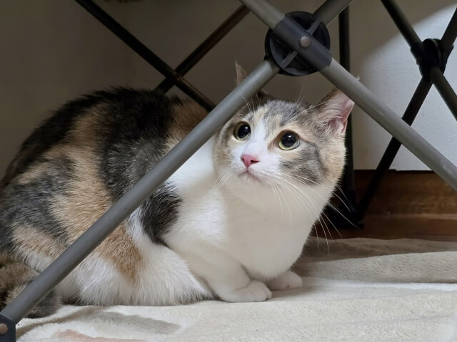 Evacuation with pets