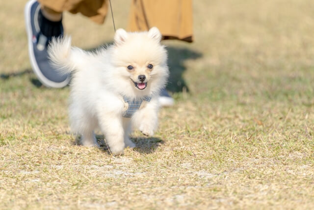 Evacuation with family
